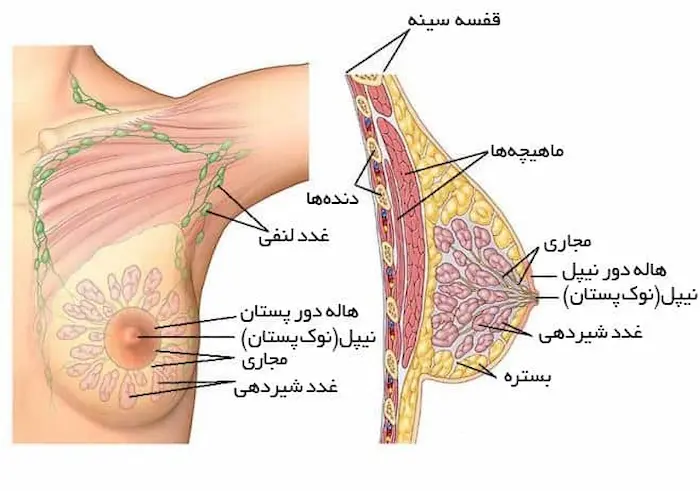 آناتومی سرطان سینه در زنان 3545646450250